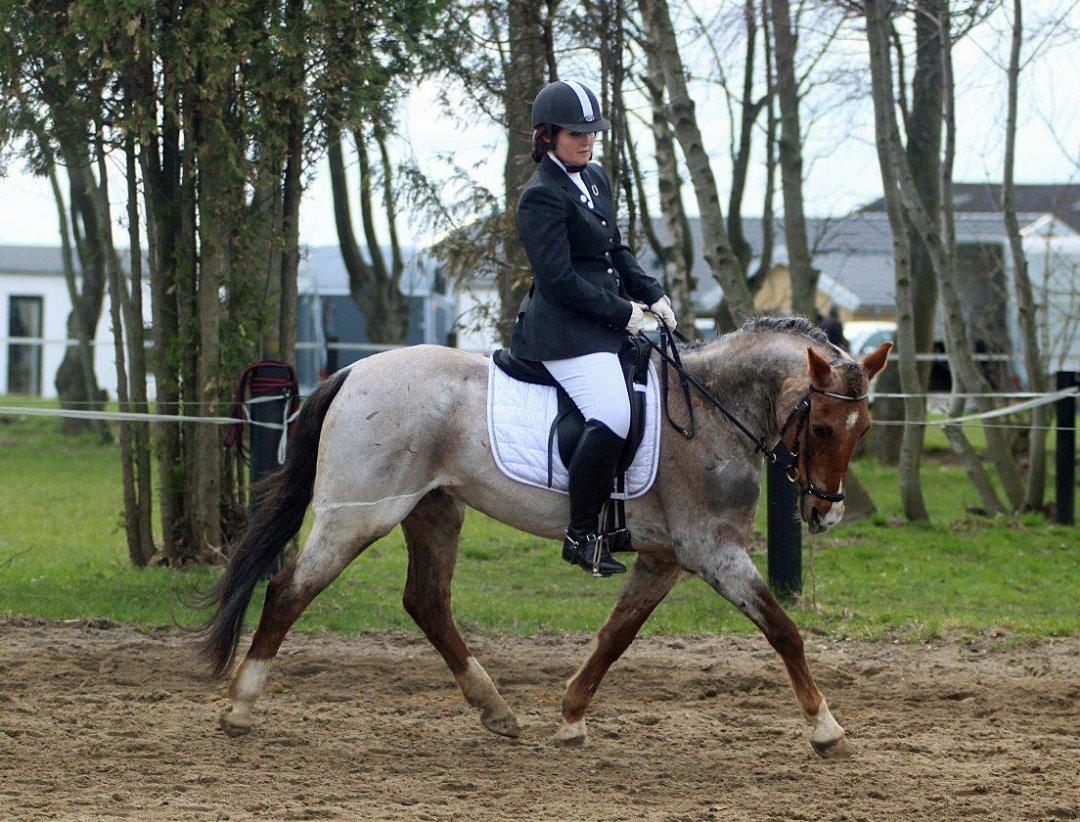 Hollandsk Sportspony Goya billede 7