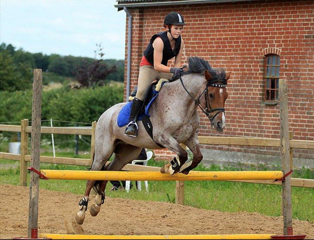 Hollandsk Sportspony Goya billede 10