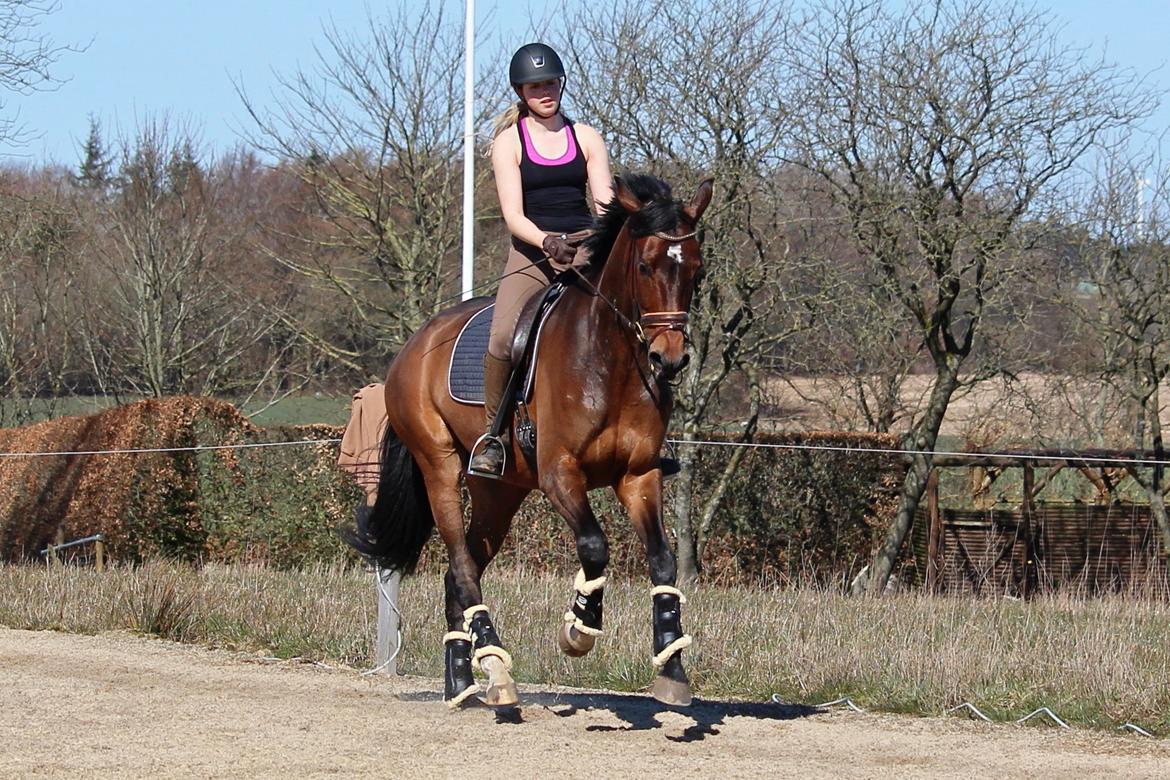 Dansk Varmblod Aalykkes Raffinessa billede 13