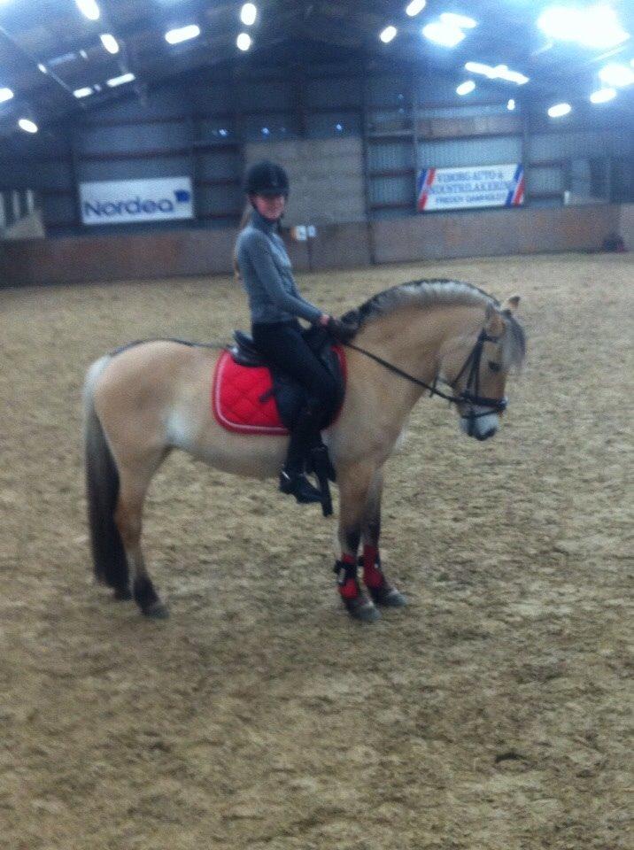 Fjordhest Julie (halvpart) billede 2