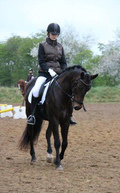 Tysk Sportspony Chester - Opvarming til stævne i ry 25/4-15 billede 1