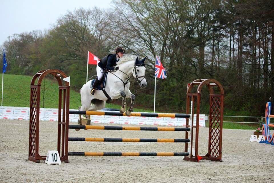 Dansk Varmblod Camari billede 22