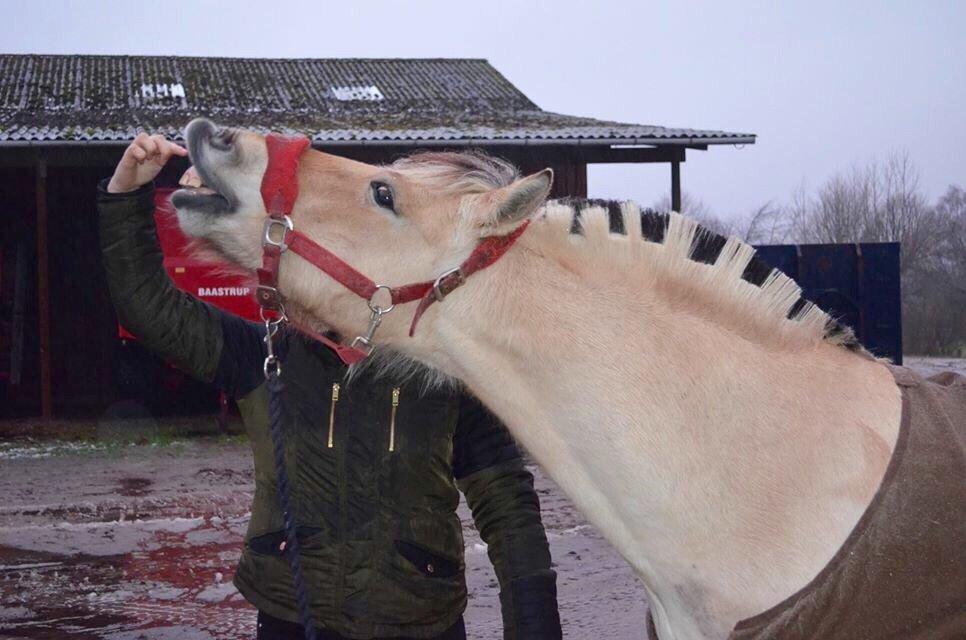 Fjordhest Tøsen billede 10