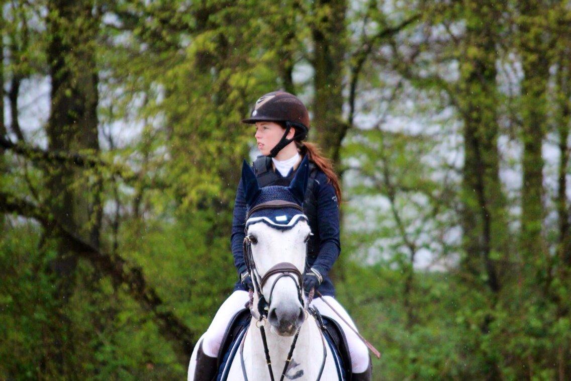 Dansk Varmblod Camari billede 24