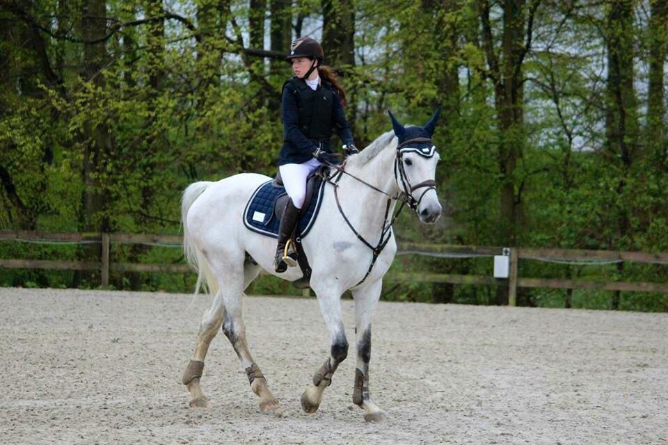 Dansk Varmblod Camari billede 25