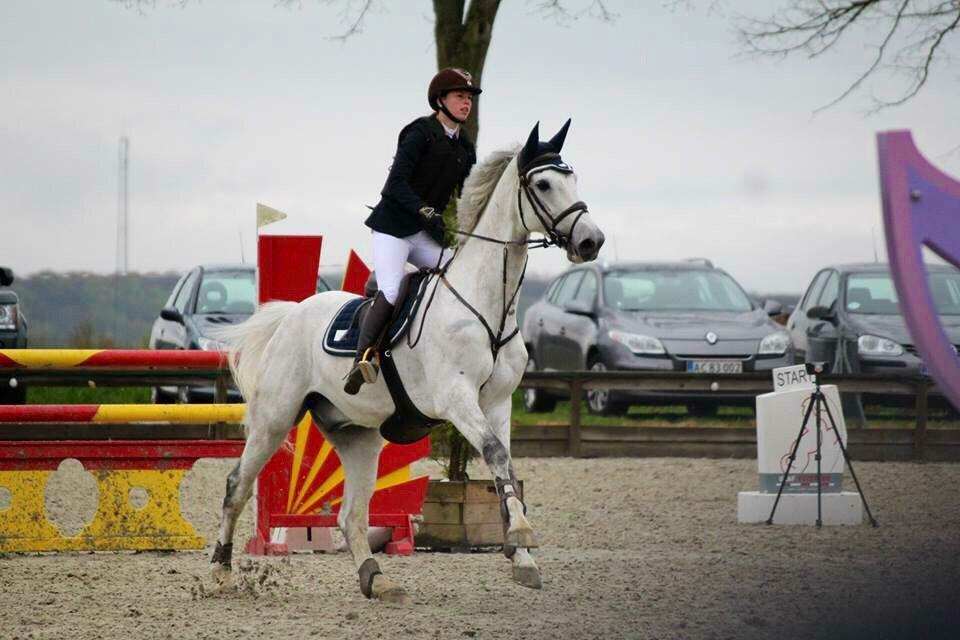 Dansk Varmblod Camari billede 27