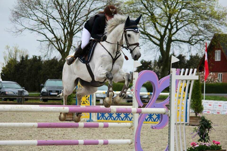 Dansk Varmblod Camari billede 26