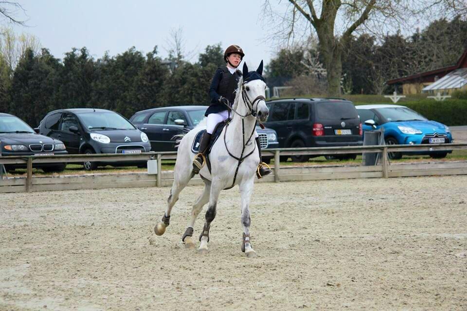 Dansk Varmblod Camari billede 28