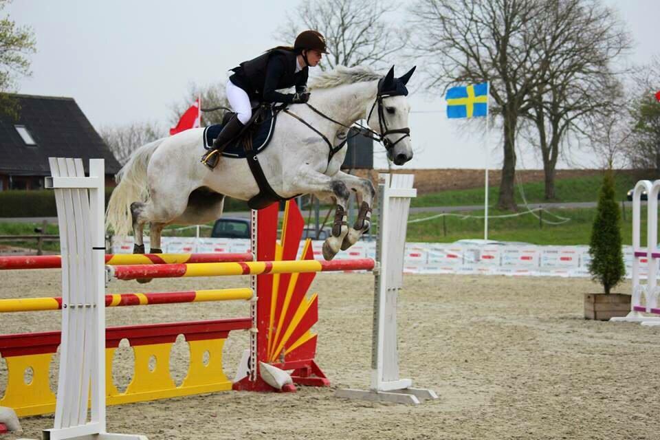 Dansk Varmblod Camari billede 29