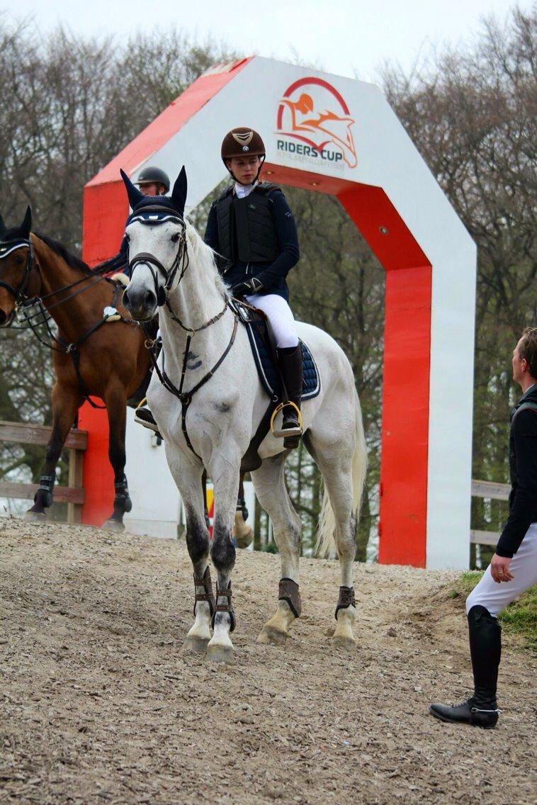 Dansk Varmblod Camari billede 30