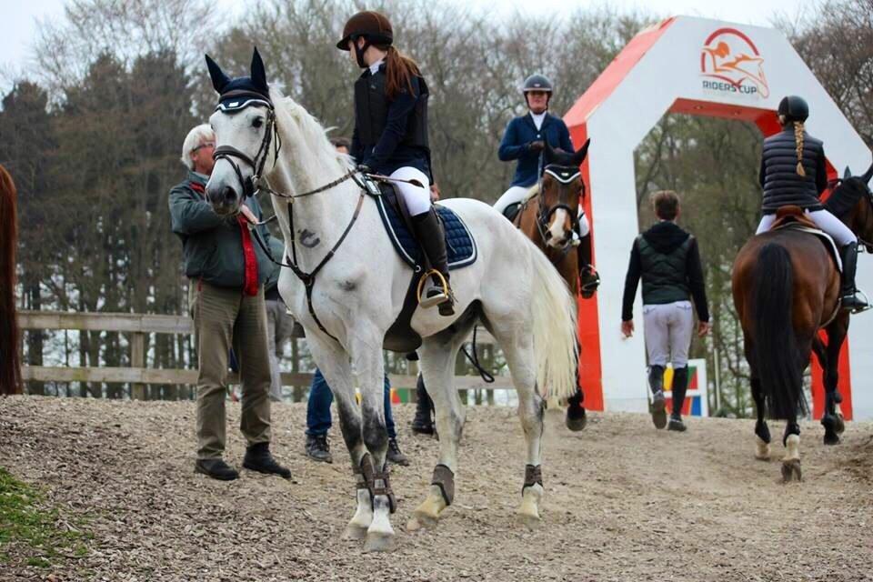 Dansk Varmblod Camari billede 31