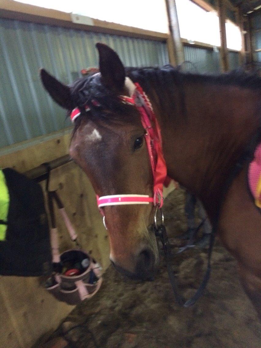 New Forest Øagergaards Mette (SOLGT) billede 27