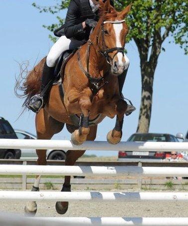 Dansk Varmblod DIAMANT billede 2