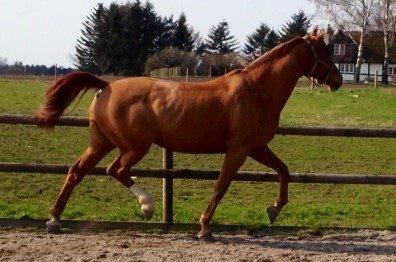 Dansk Varmblod DIAMANT billede 1