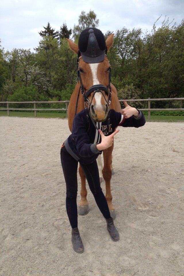 Dansk Varmblod DIAMANT billede 4