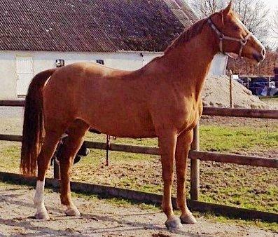 Dansk Varmblod DIAMANT billede 3