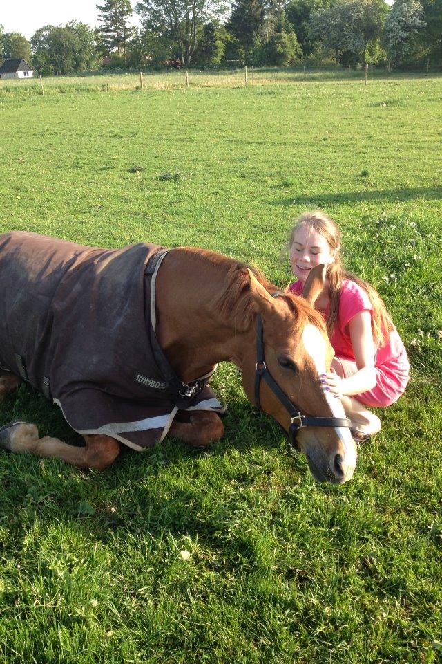 Dansk Varmblod DIAMANT billede 5