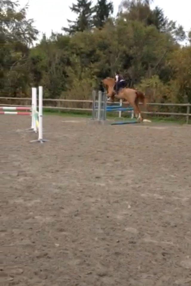 Dansk Varmblod DIAMANT billede 7