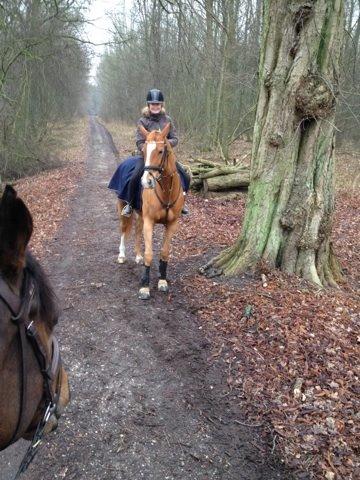 Dansk Varmblod DIAMANT billede 8