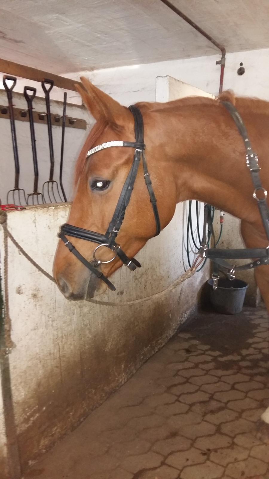 Dansk Varmblod Consita billede 6