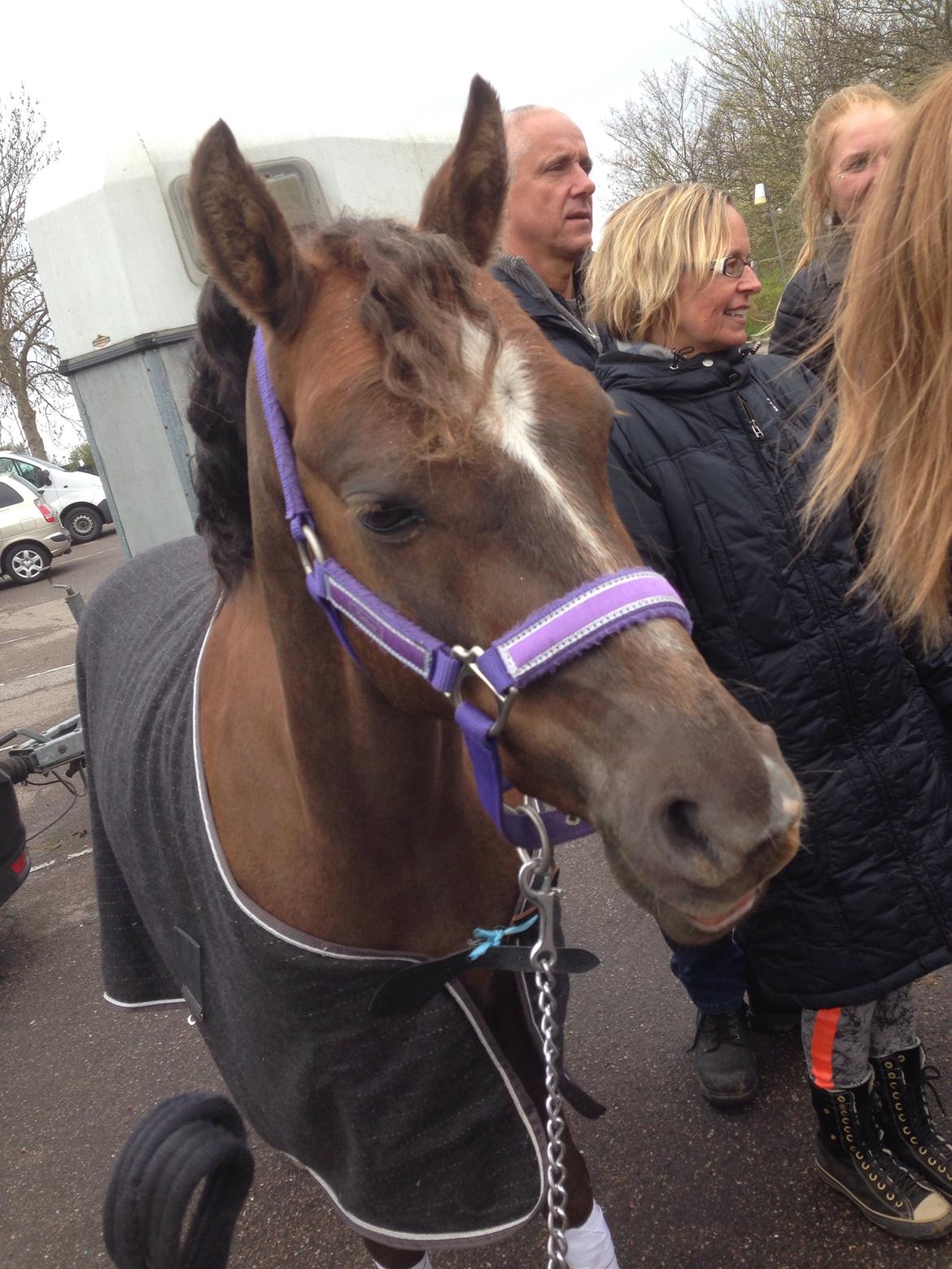 Welsh Pony (sec B) Tophøjs spartan  - lille krølle bølle<3 billede 16