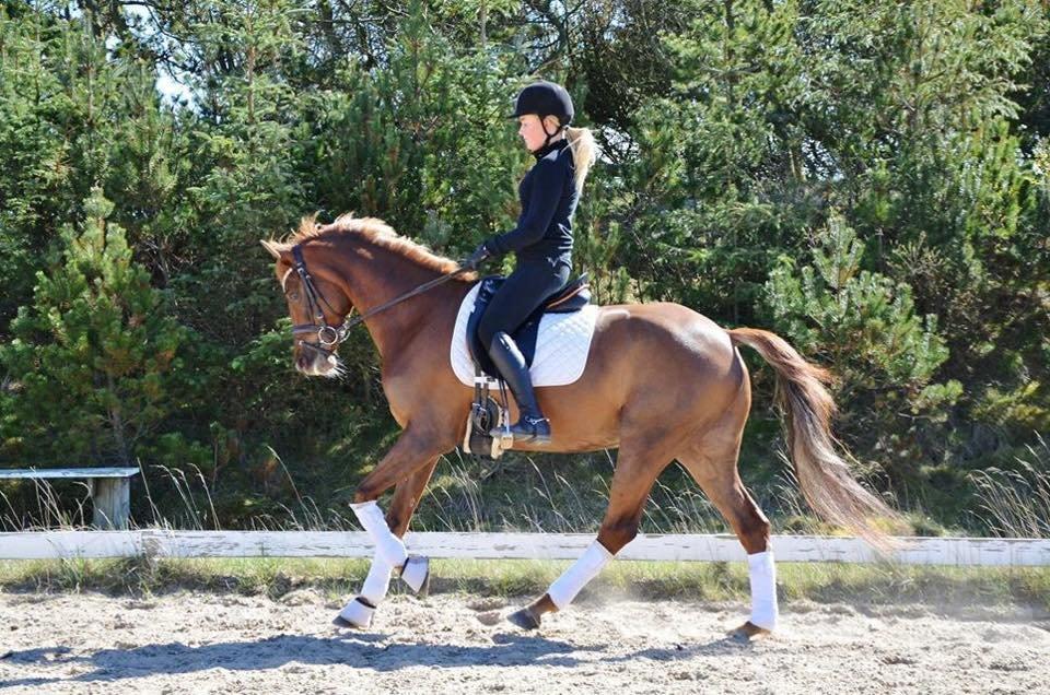 DSP Toftlunds Prins-chi billede 2