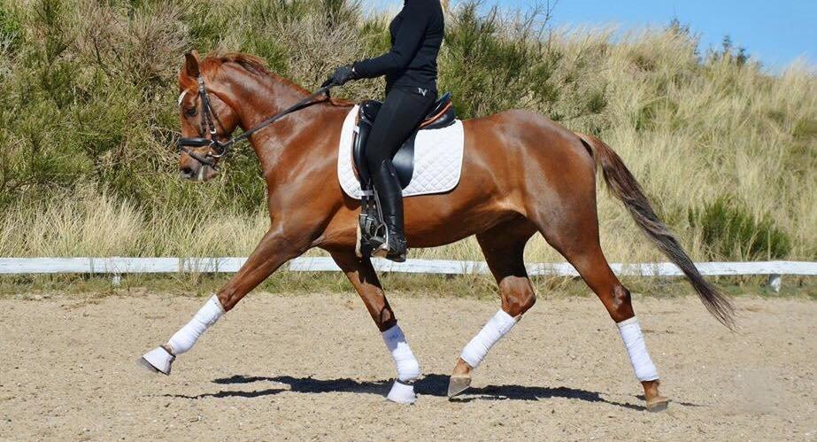 DSP Toftlunds Prins-chi billede 1