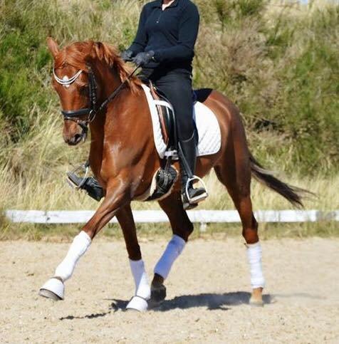 DSP Toftlunds Prins-chi billede 6