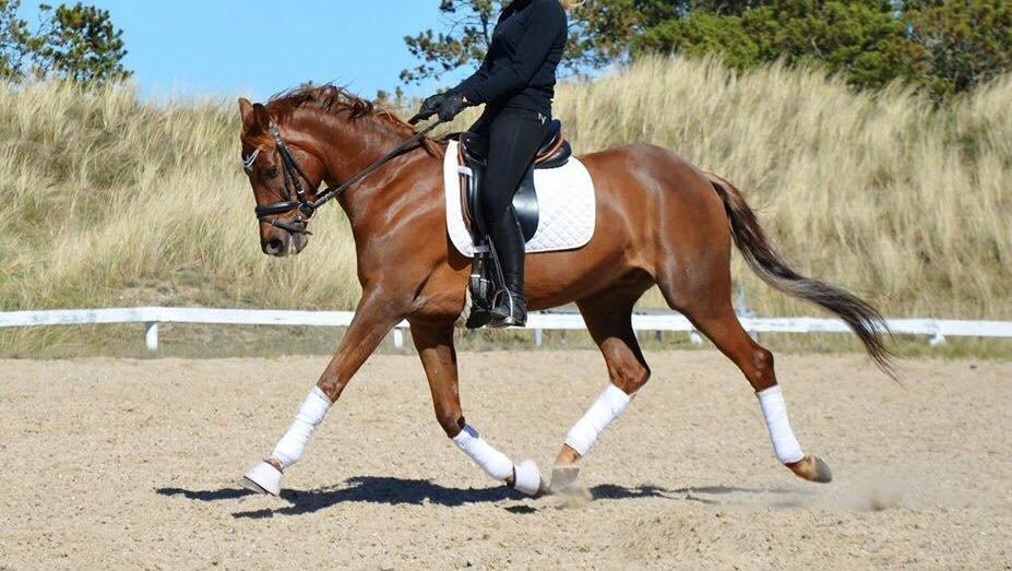 DSP Toftlunds Prins-chi billede 4