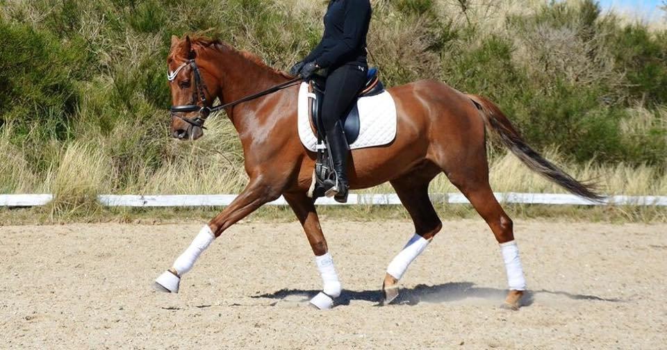 DSP Toftlunds Prins-chi billede 7