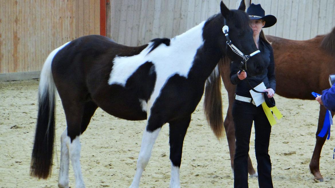 Paint ROCKYS FLYING COMET billede 2