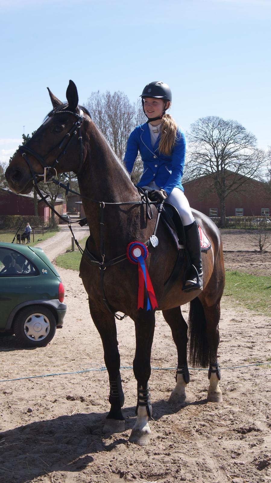 Dansk Varmblod Hedebo´s Fight billede 1