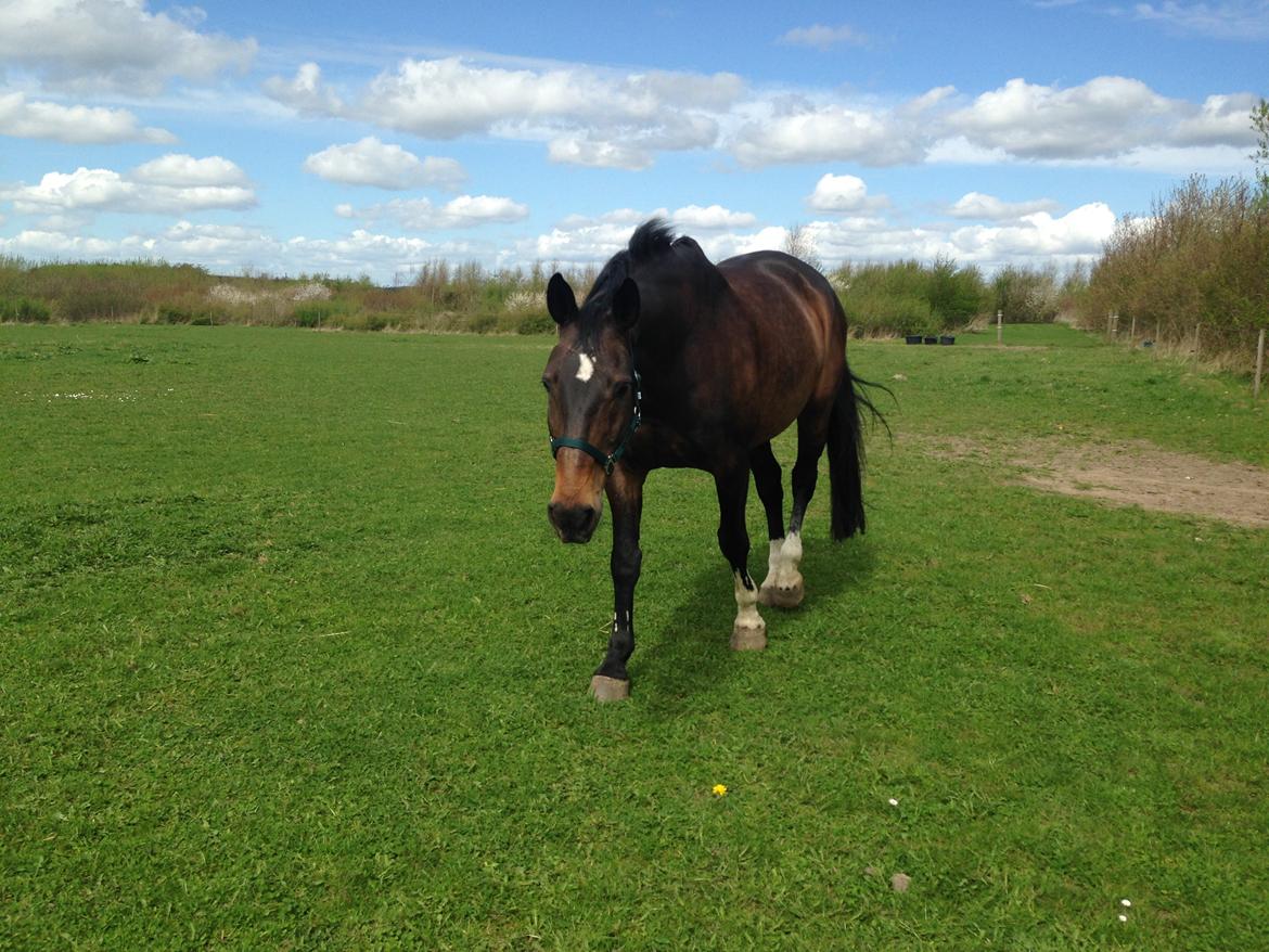 Dansk Varmblod Hedebo´s Fight billede 18