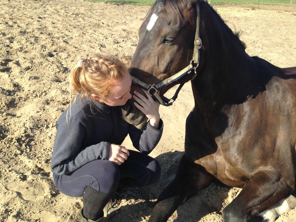 Dansk Varmblod Hedebo´s Fight billede 25