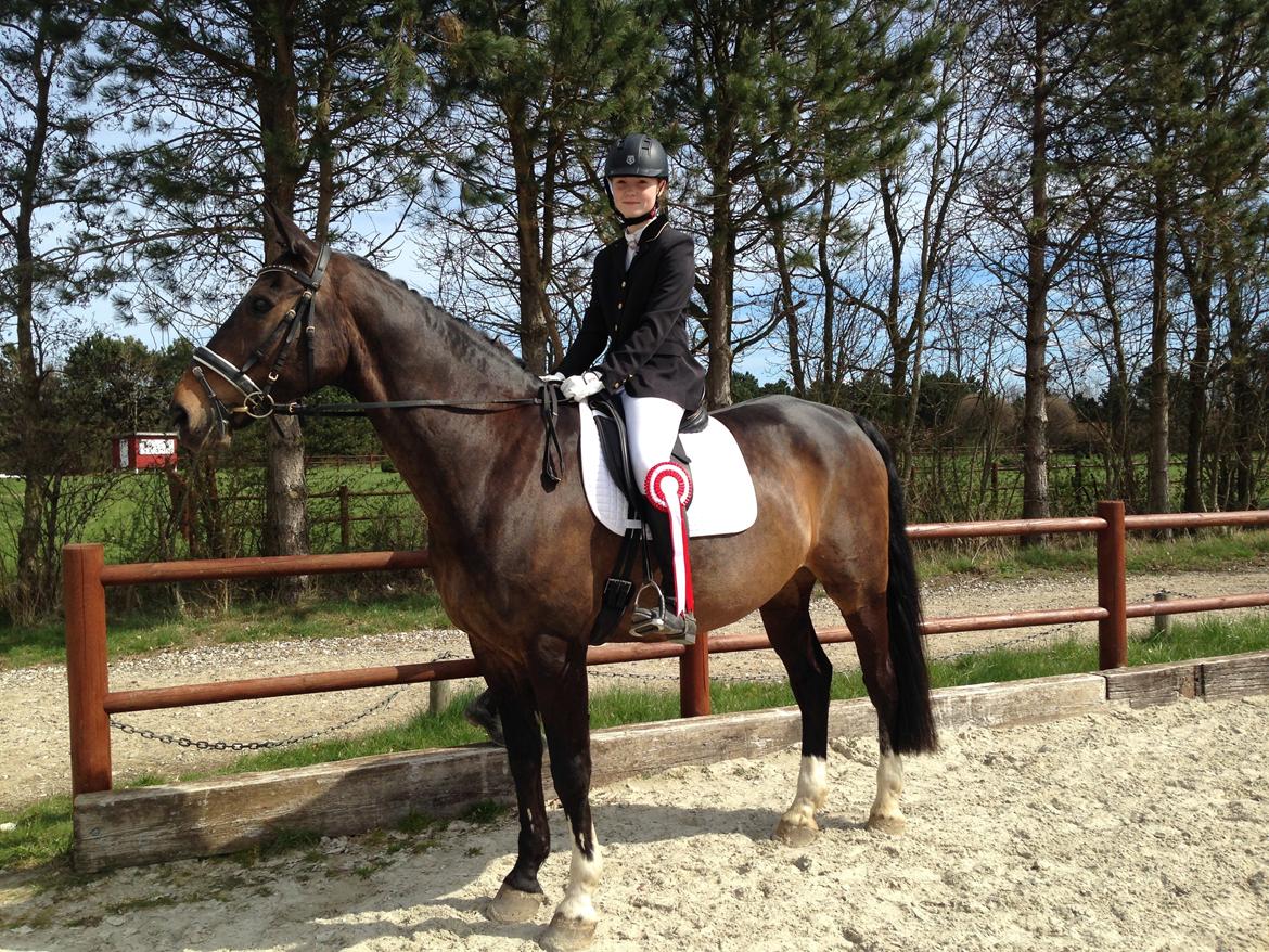 Dansk Varmblod Hedebo´s Fight billede 28