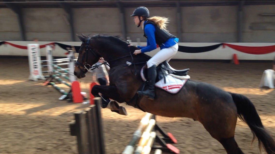 Dansk Varmblod Hedebo´s Fight billede 5