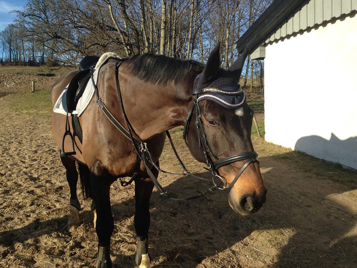 Dansk Varmblod Hedebo´s Fight billede 10