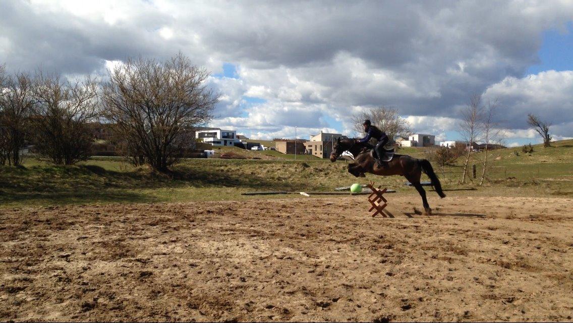 Dansk Varmblod Hedebo´s Fight billede 24