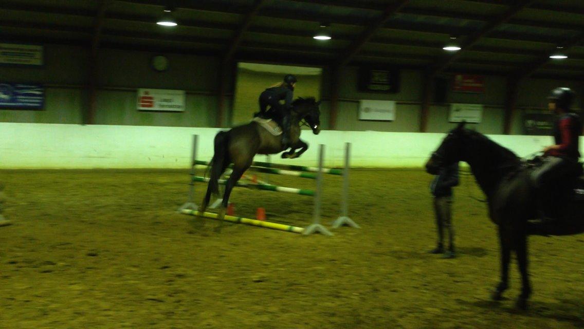 Dansk Varmblod Hedebo´s Fight billede 32