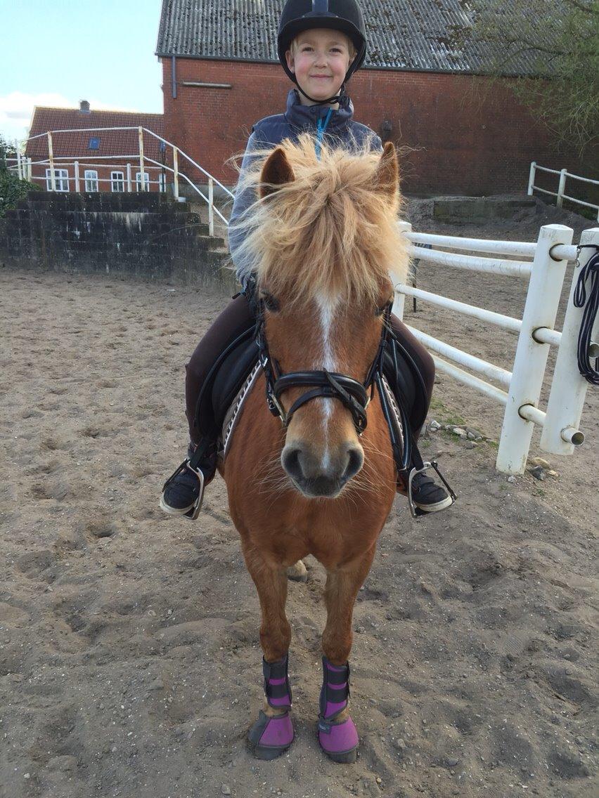 Welsh Pony (sec B) Rødsandgaards Beauty *solgt* billede 2