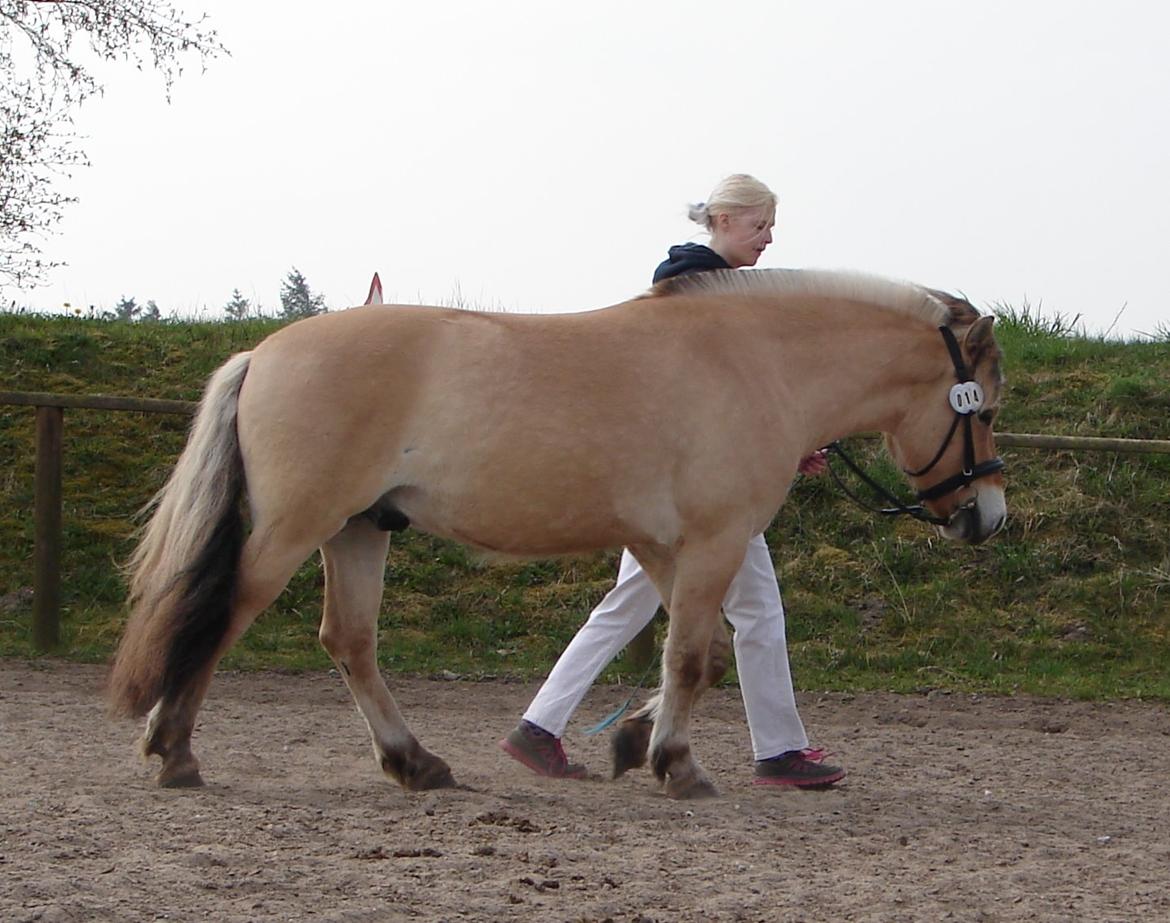 Fjordhest Faust Fyrsø billede 13