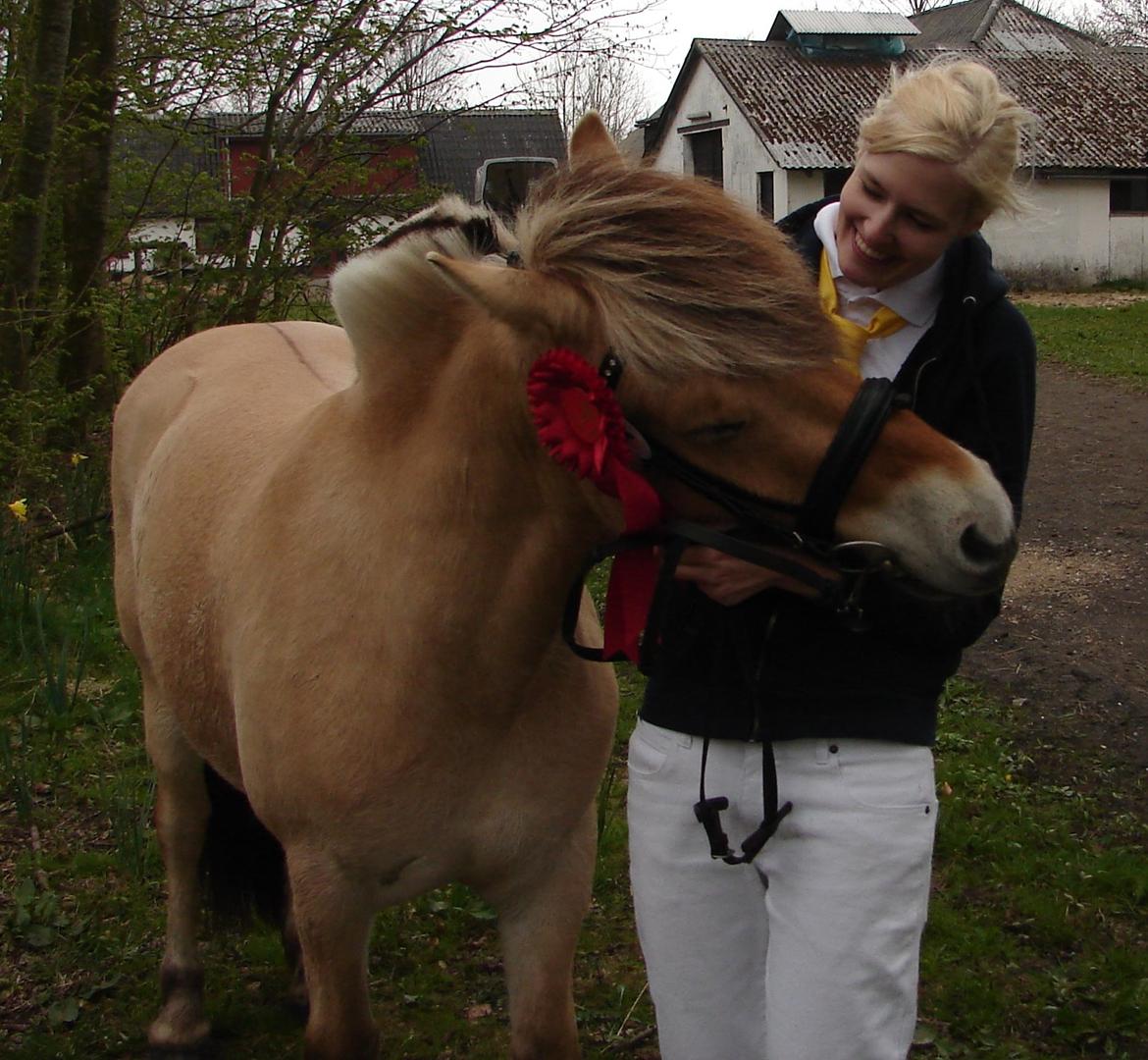 Fjordhest Faust Fyrsø billede 14