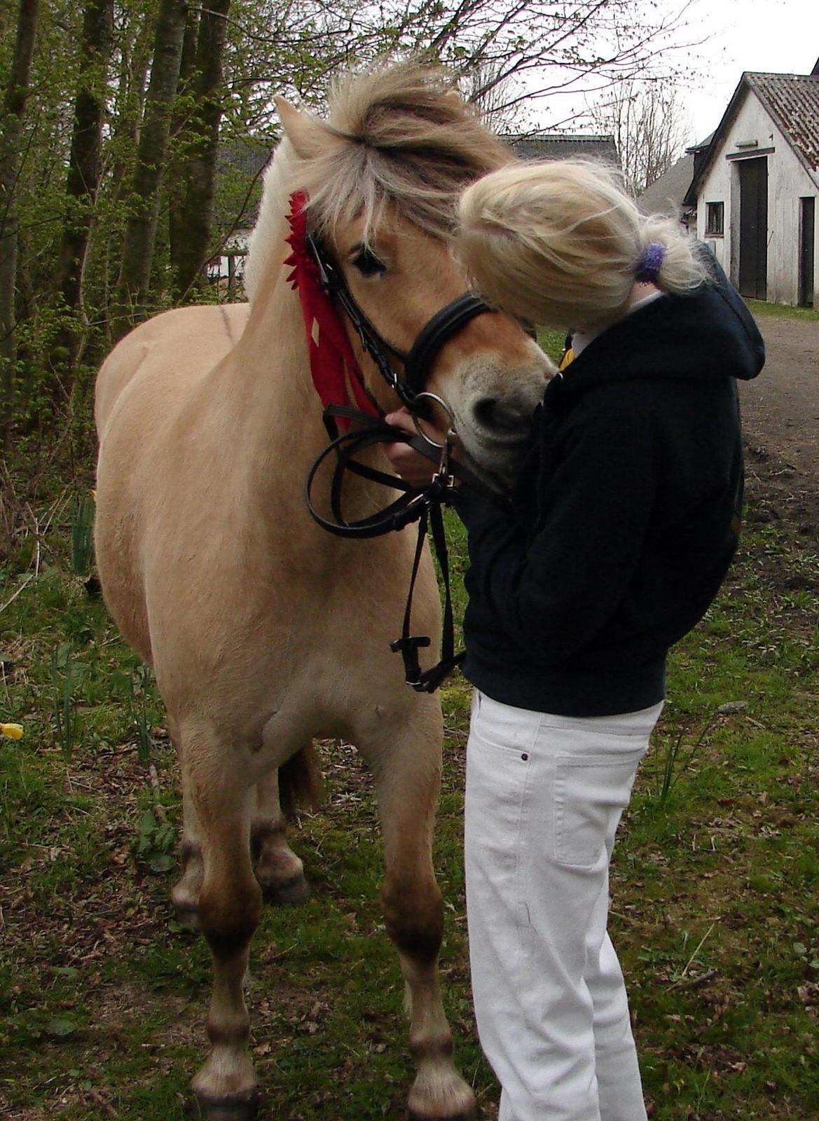 Fjordhest Faust Fyrsø billede 10