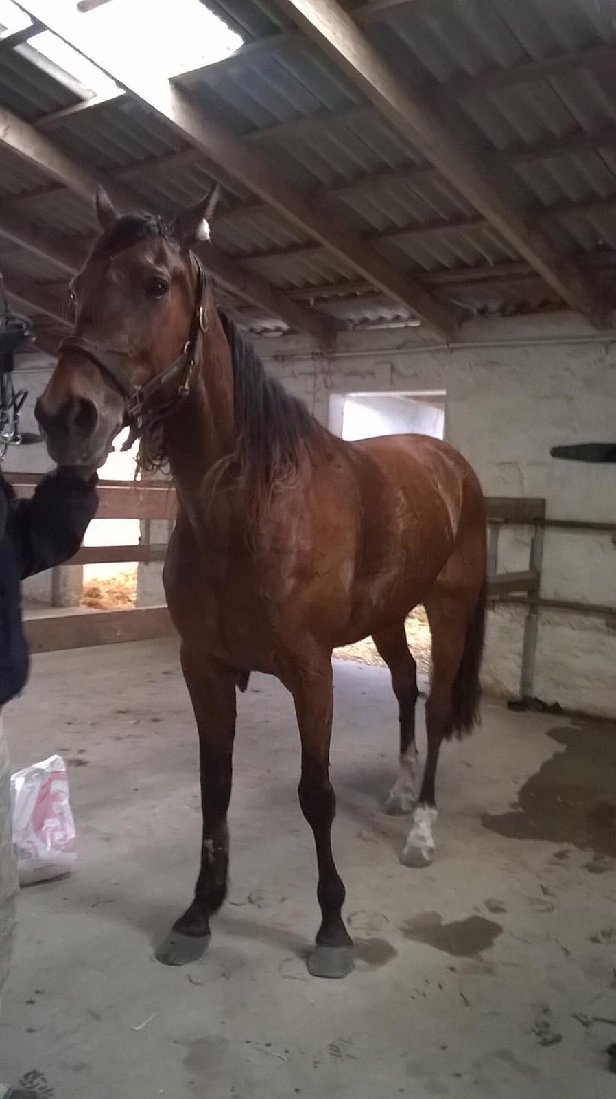 Traver Magic frazer billede 14