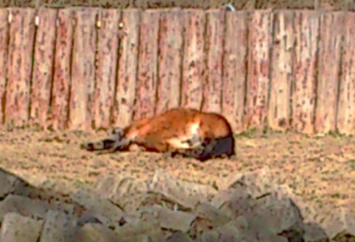 Shetlænder Bølle Bob billede 9