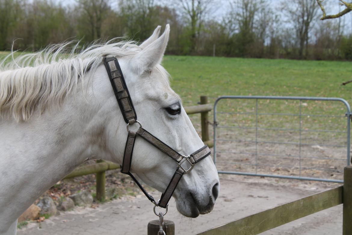 Dansk Varmblod Stella - Smukke Stella i sommers. <3 billede 2