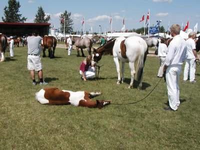 Pinto Hedens maki [HIMELHEST] billede 15