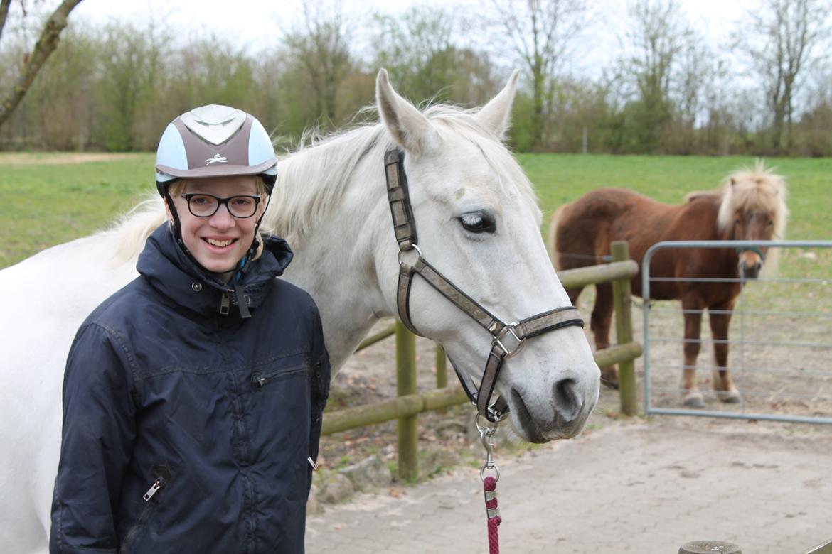 Dansk Varmblod Stella billede 10