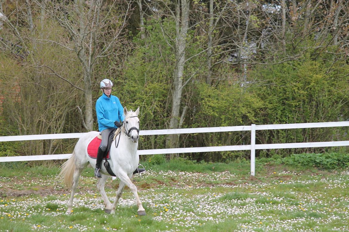 Dansk Varmblod Stella - Midt i en Schenkelviging billede 6