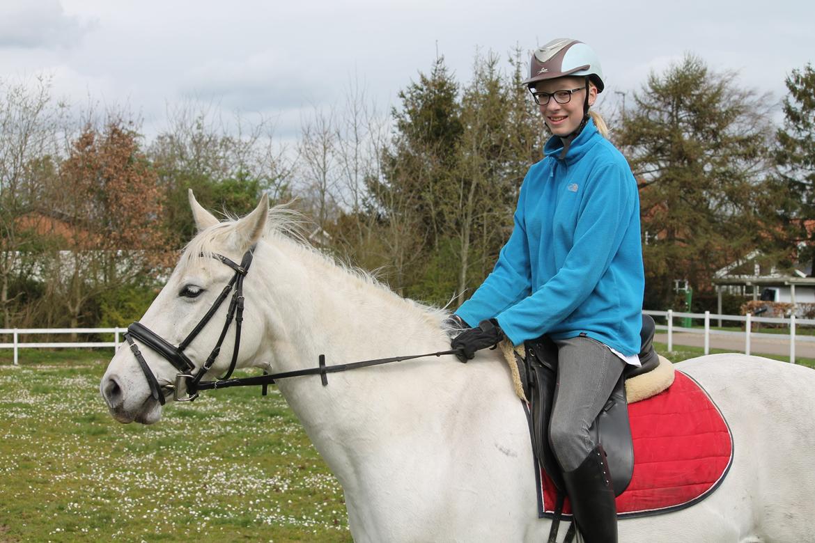 Dansk Varmblod Stella billede 4